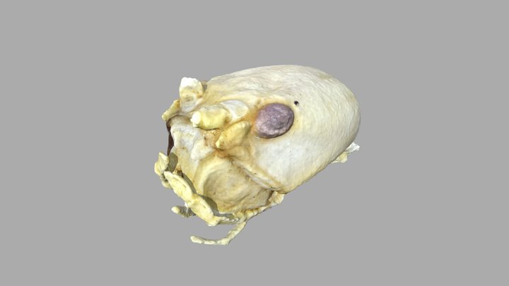 Phyllium philippinicum 3D Model