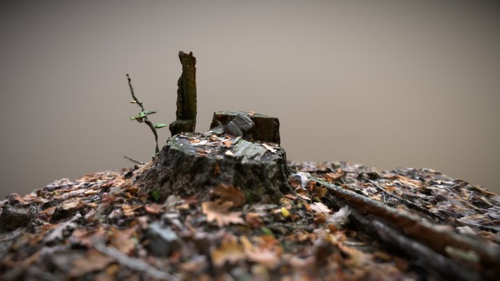 Tree Stump with Autumn Leaves - Photogrammetry 3D Model