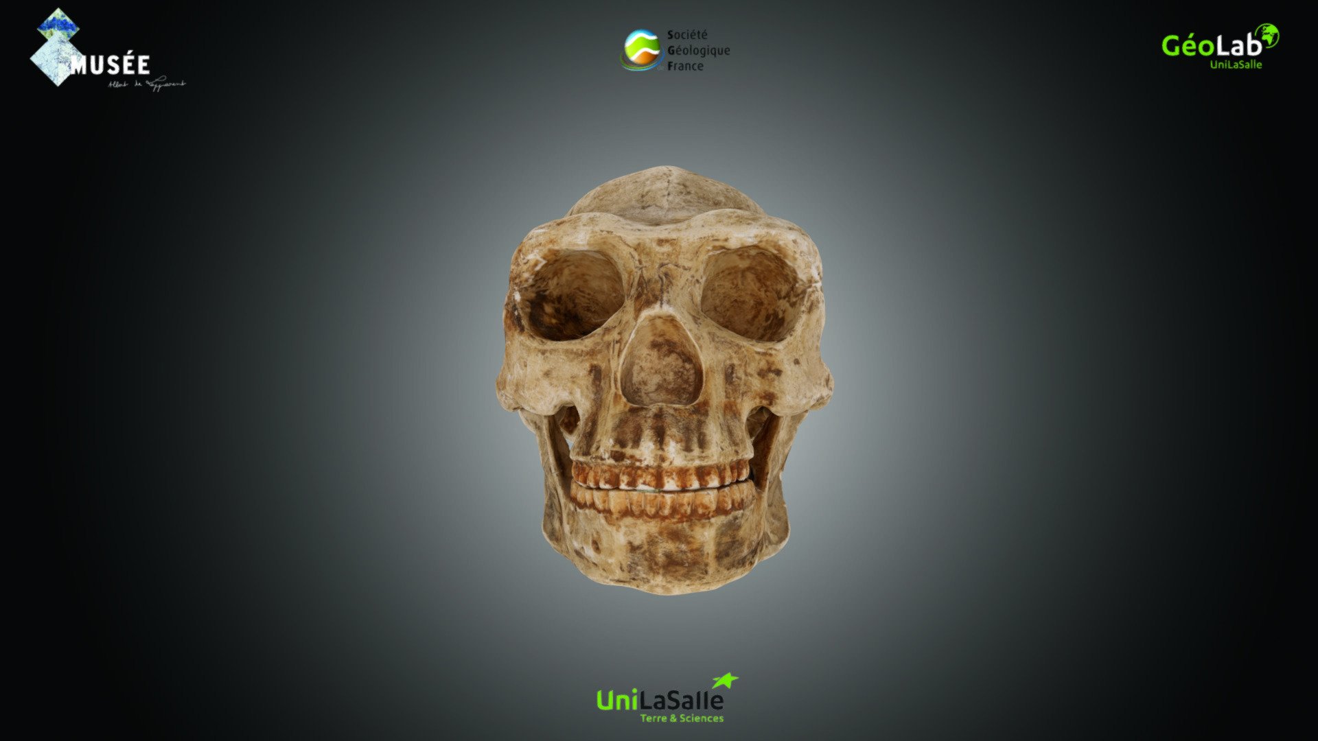 Primates - Homo erectus