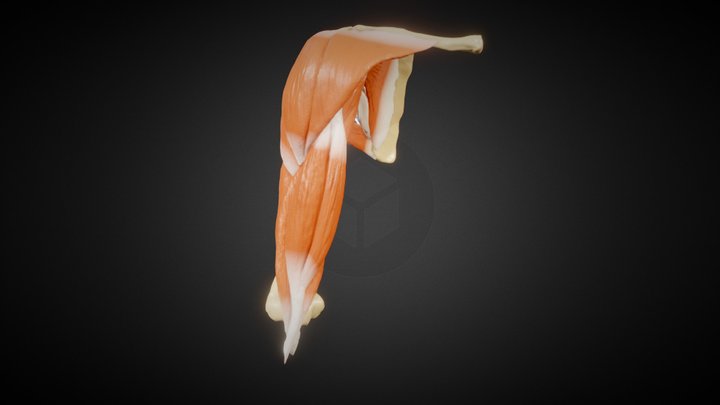 upper limb muscles 3D Model