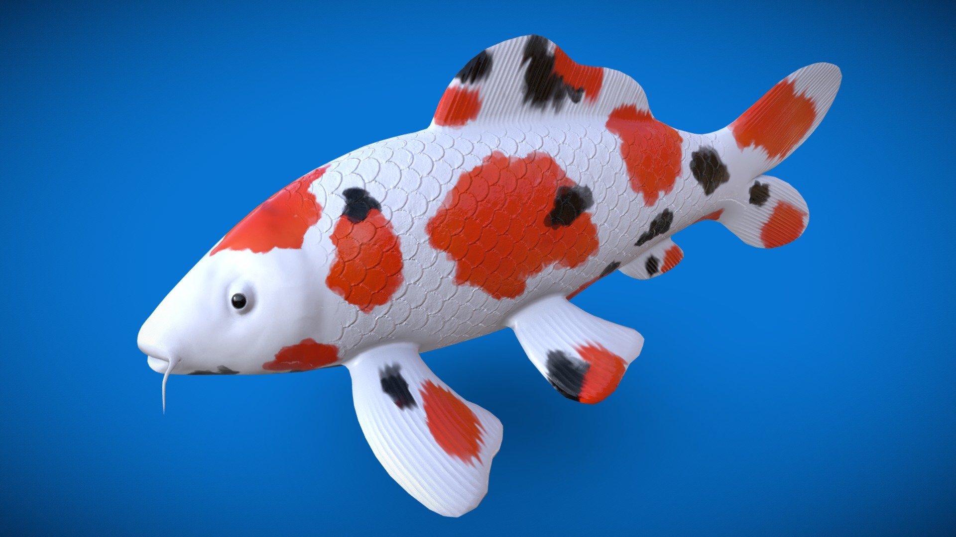 Koi Fish - 3D model by Stefana Coroiu (@stephbiscuit21) [1afff59 ...