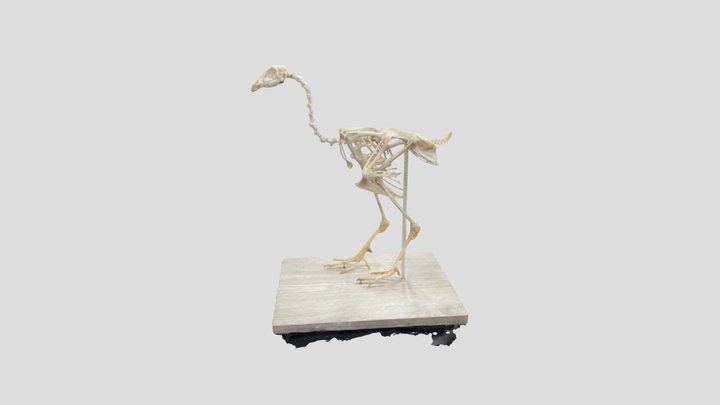 Esqueleto de gallo 3D Model