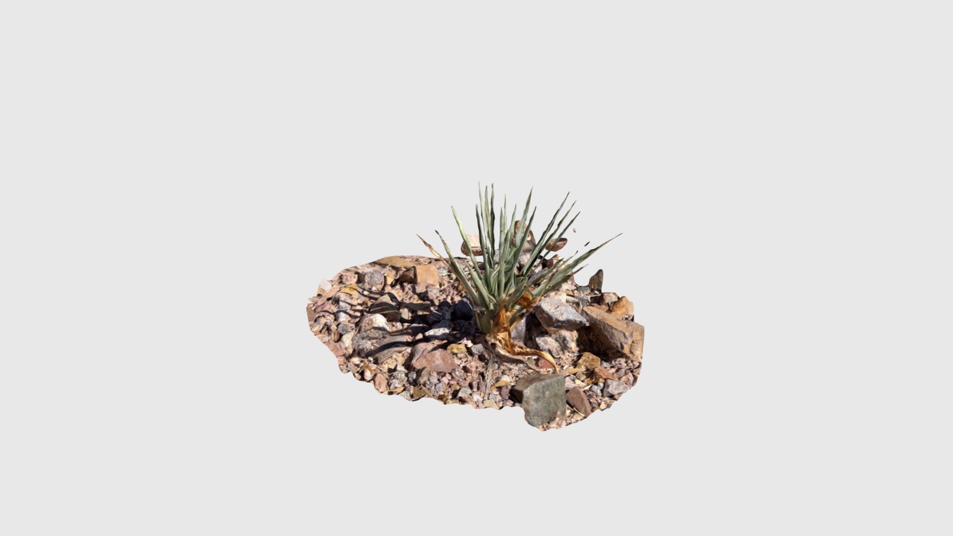 Joshua Tree pup - Download Free 3D model by swartjordan [1b03632 ...