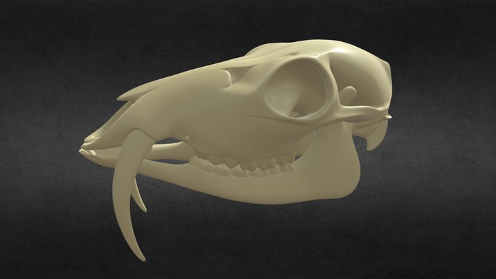 Musk Deer Skull with Lowerjaw 3D Model