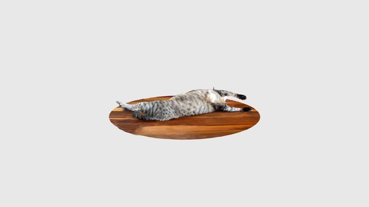 Twisting cat (scan) 3D Model