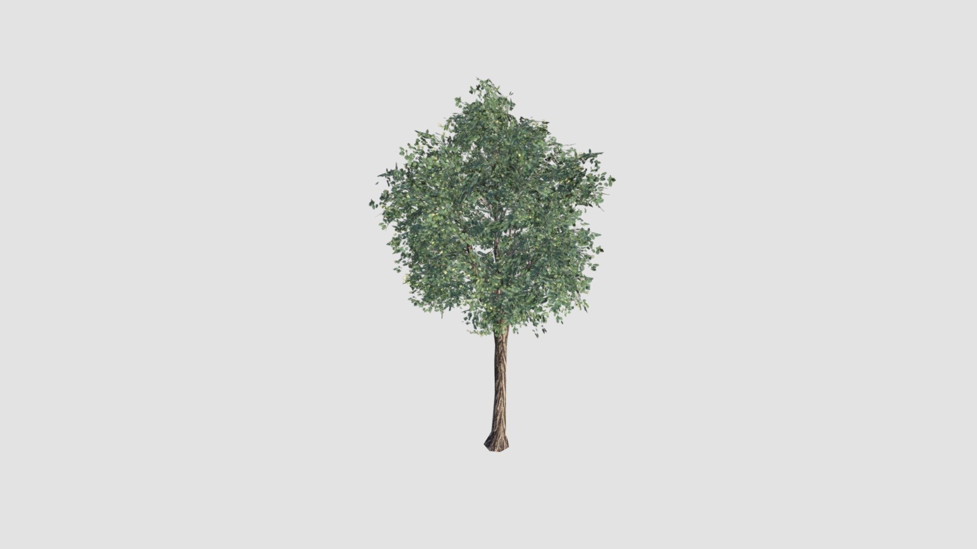 Tilia - Buy Royalty Free 3D model by Evermotion [1b0ad80] - Sketchfab Store