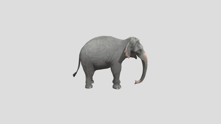 Asian elephant (female) – Modello 3D gratuito STL