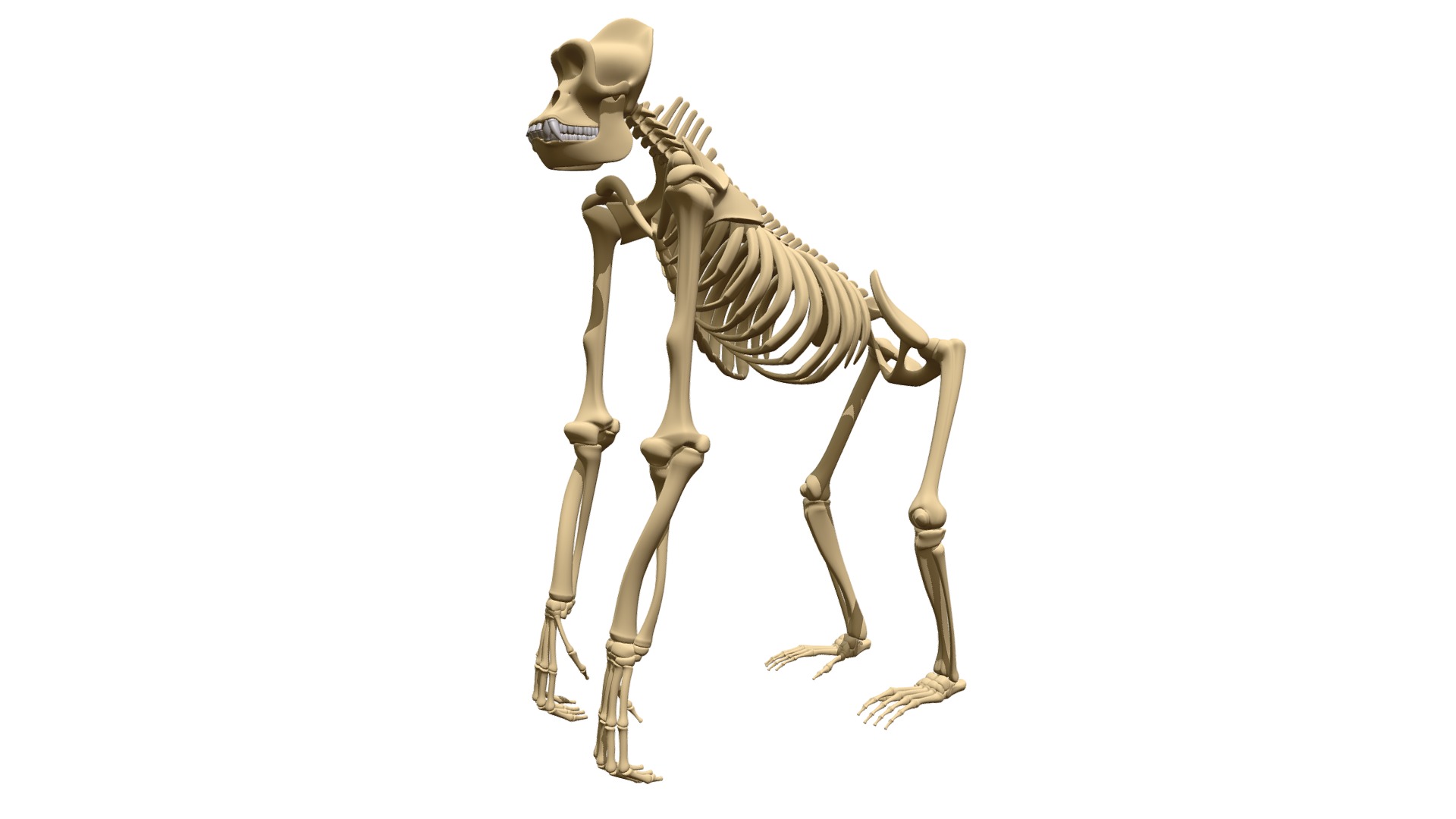 3D model Gorilla Skeleton - This is a 3D model of the Gorilla Skeleton. The 3D model is about a close-up of a skeleton.