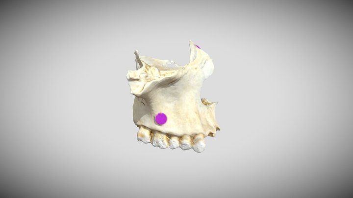 Maxilla (Labeled) Final 3D Model
