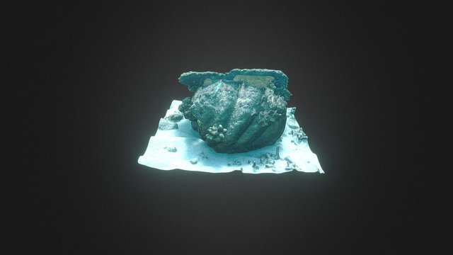 Dead tabulate coral on a giant clam 3D Model
