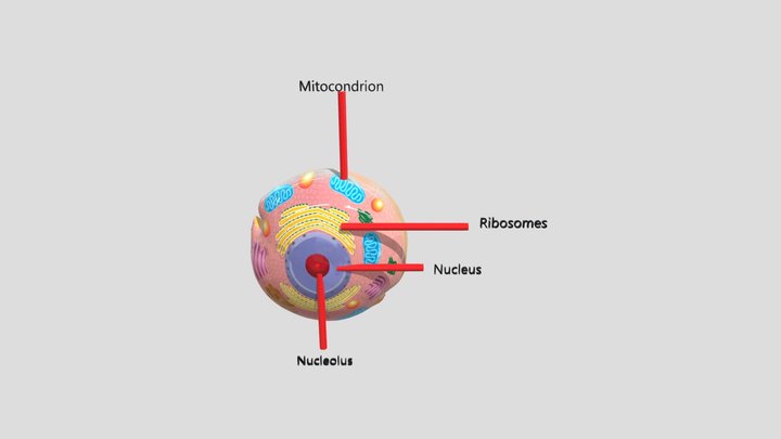 Human Cell 3D Model
