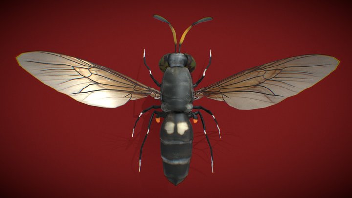 Hermetia Illucens Black Soldier Fly BSF 3D Model