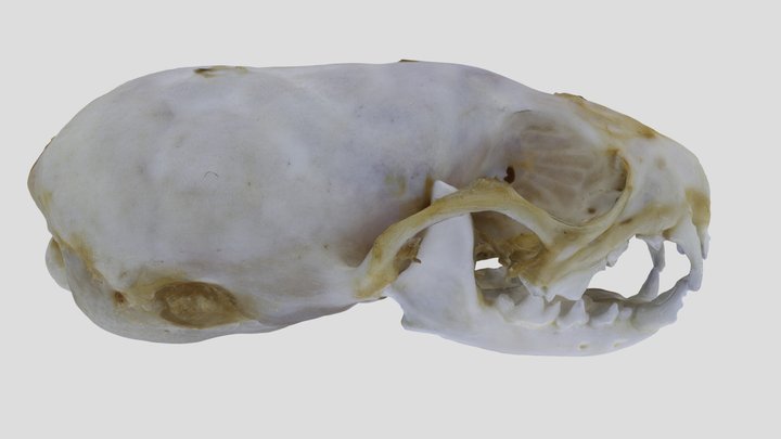 UWYMV:Mamm:3983, Mustela erminea, Skull – Kostenloses 3D-Modell STL