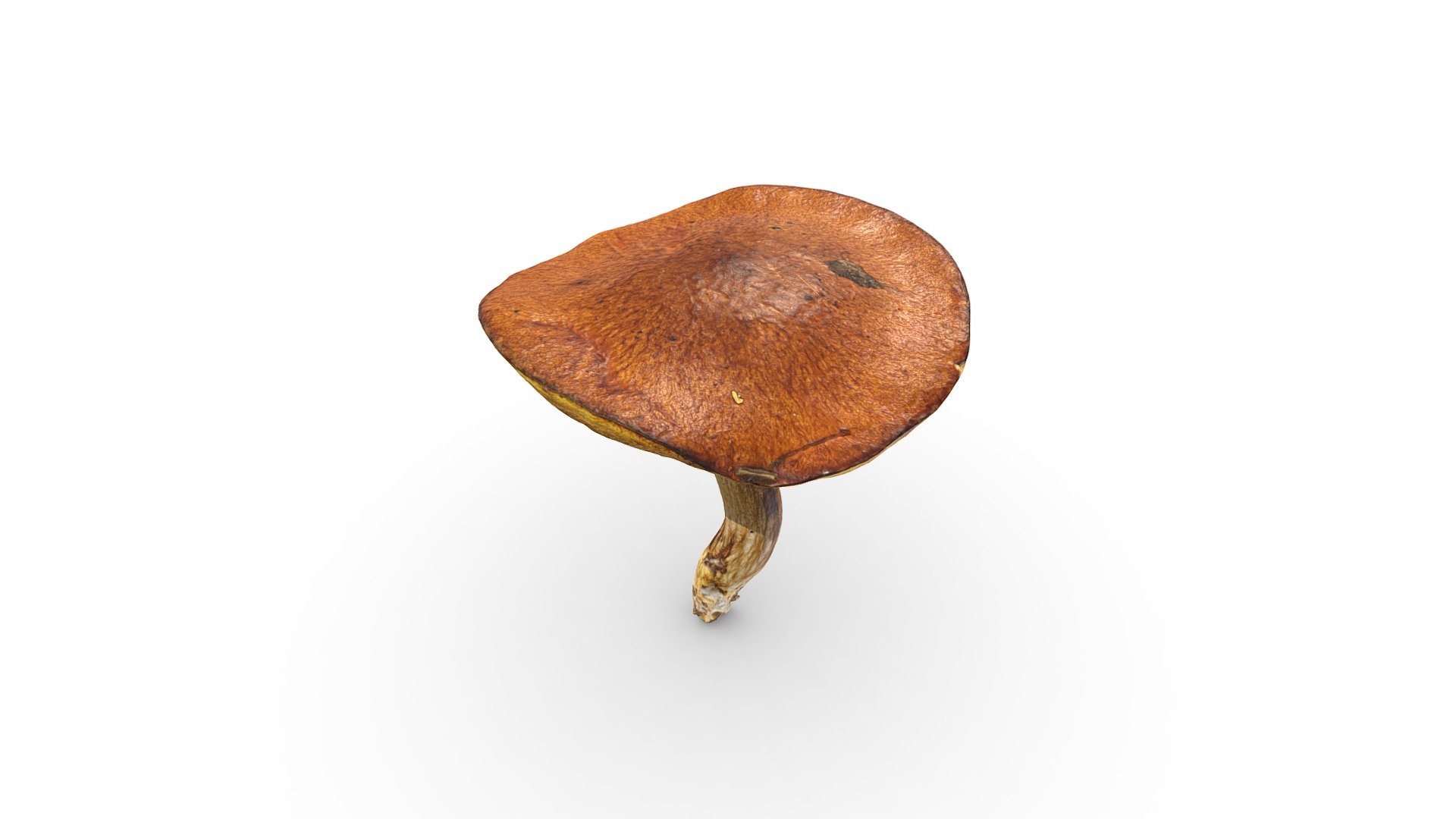 Mushroom Oiler 3d Model By Rawcatalog 1b2898c Sketchfab 9571