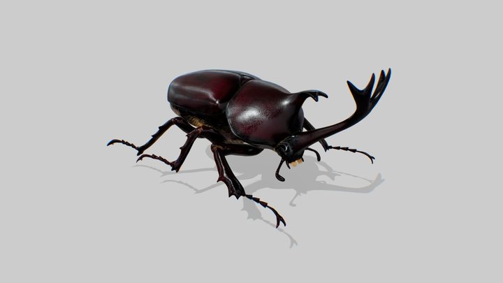 Japanese Rhinoceros Beetle -Kabutomushi- 3D Model