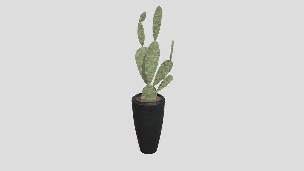 Cactuses Setc