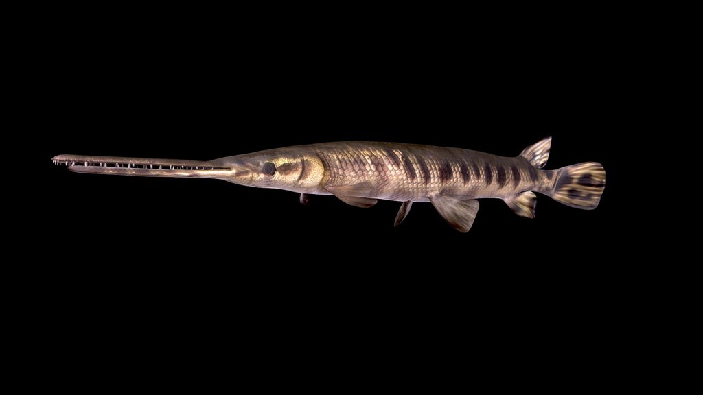 Model 65A - Longnose Gar