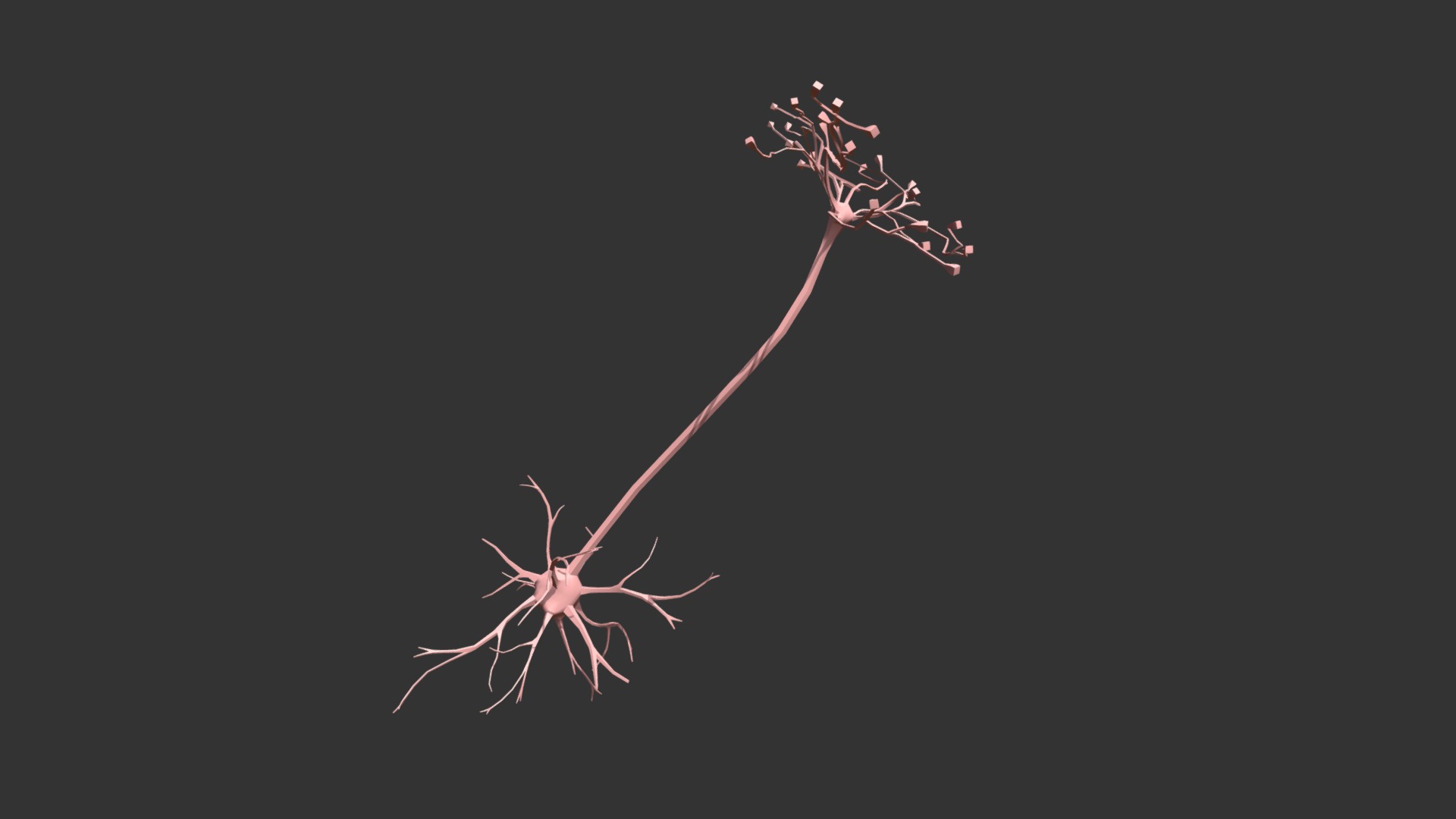 3D model Neuron - This is a 3D model of the Neuron. The 3D model is about a close up of a spider.