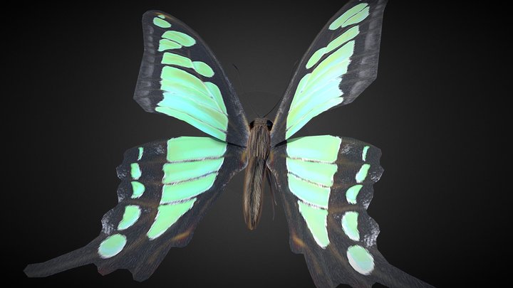 Graphium Cloanthus Kuge Rigged 3D Model