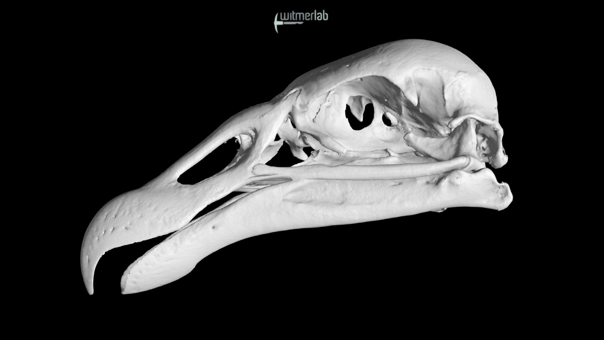 Andean condor skull (USNM 346633)