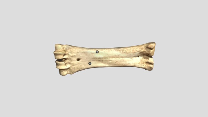 Sylvester Manor Cattle Metacarpal 3D Model