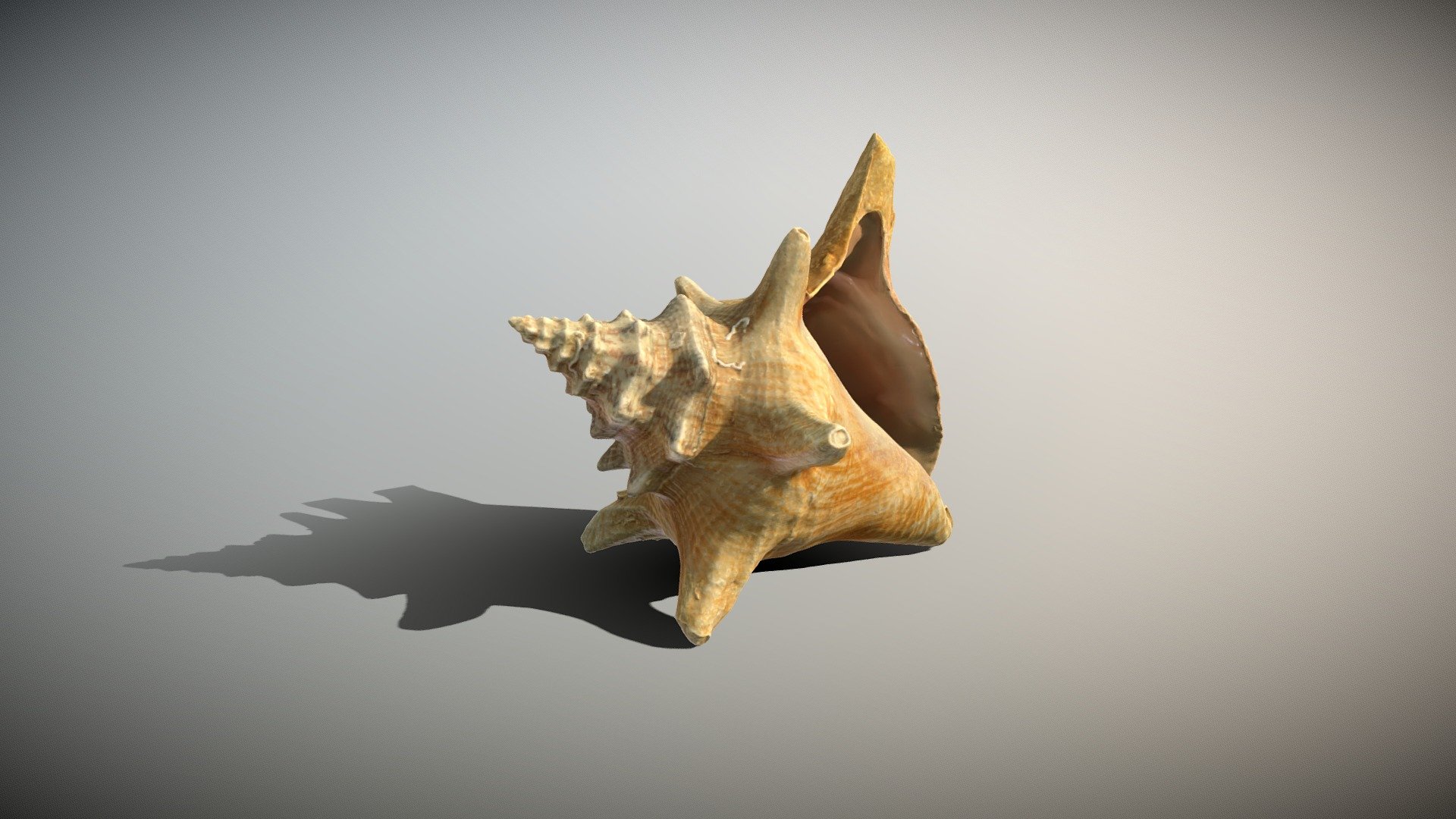 Conch Shell - 3D model by jenKillick [1b38d5d] - Sketchfab