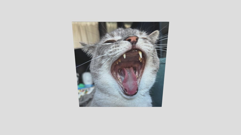 Cat_panel_dmgca