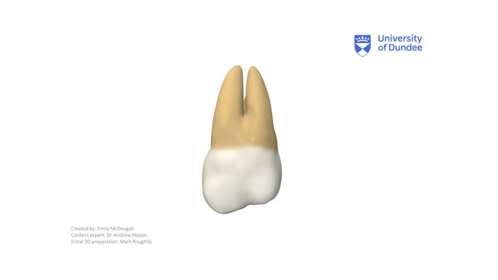 Maxillary Third Molar – Modello 3D gratuito STL