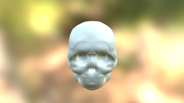 Skull 3D Model