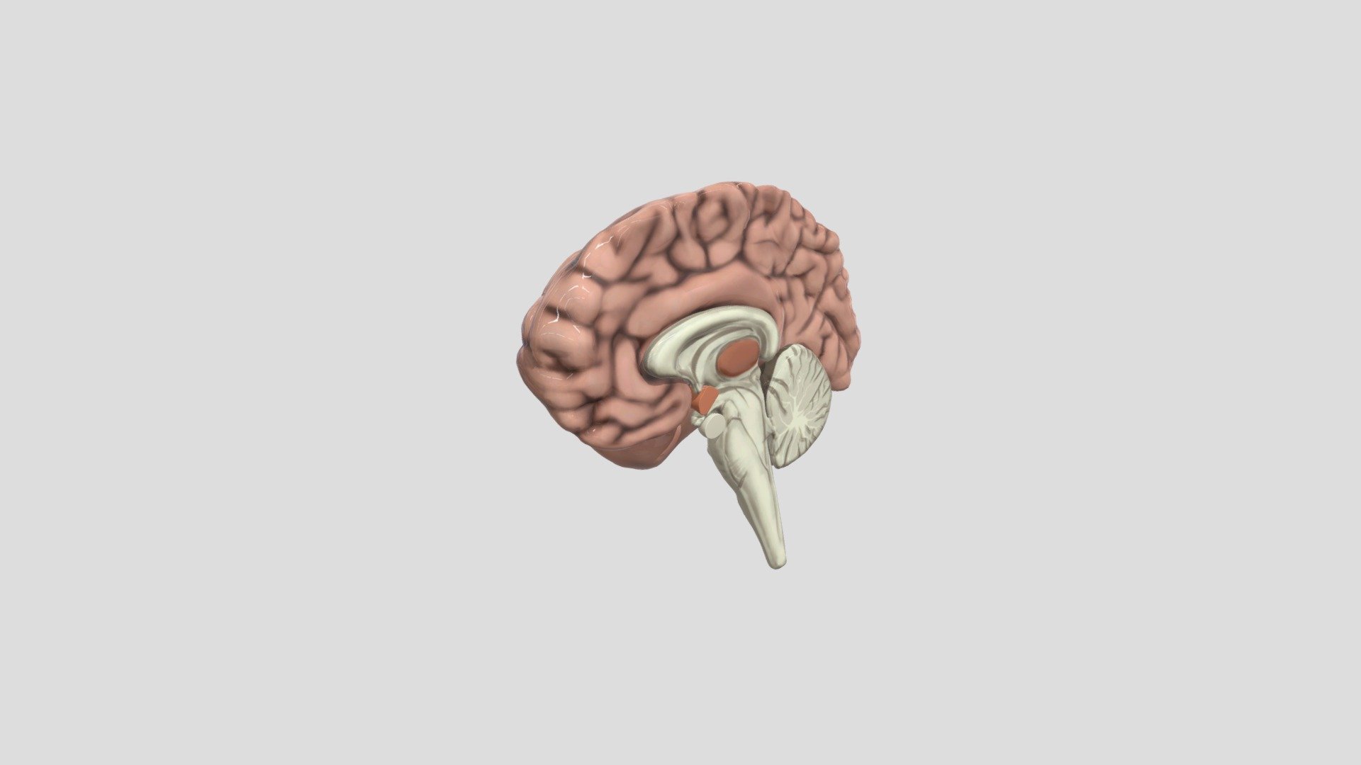 Human Brain - Download Free 3D model by ikayulilistyarini8673 [1b3cf6d ...