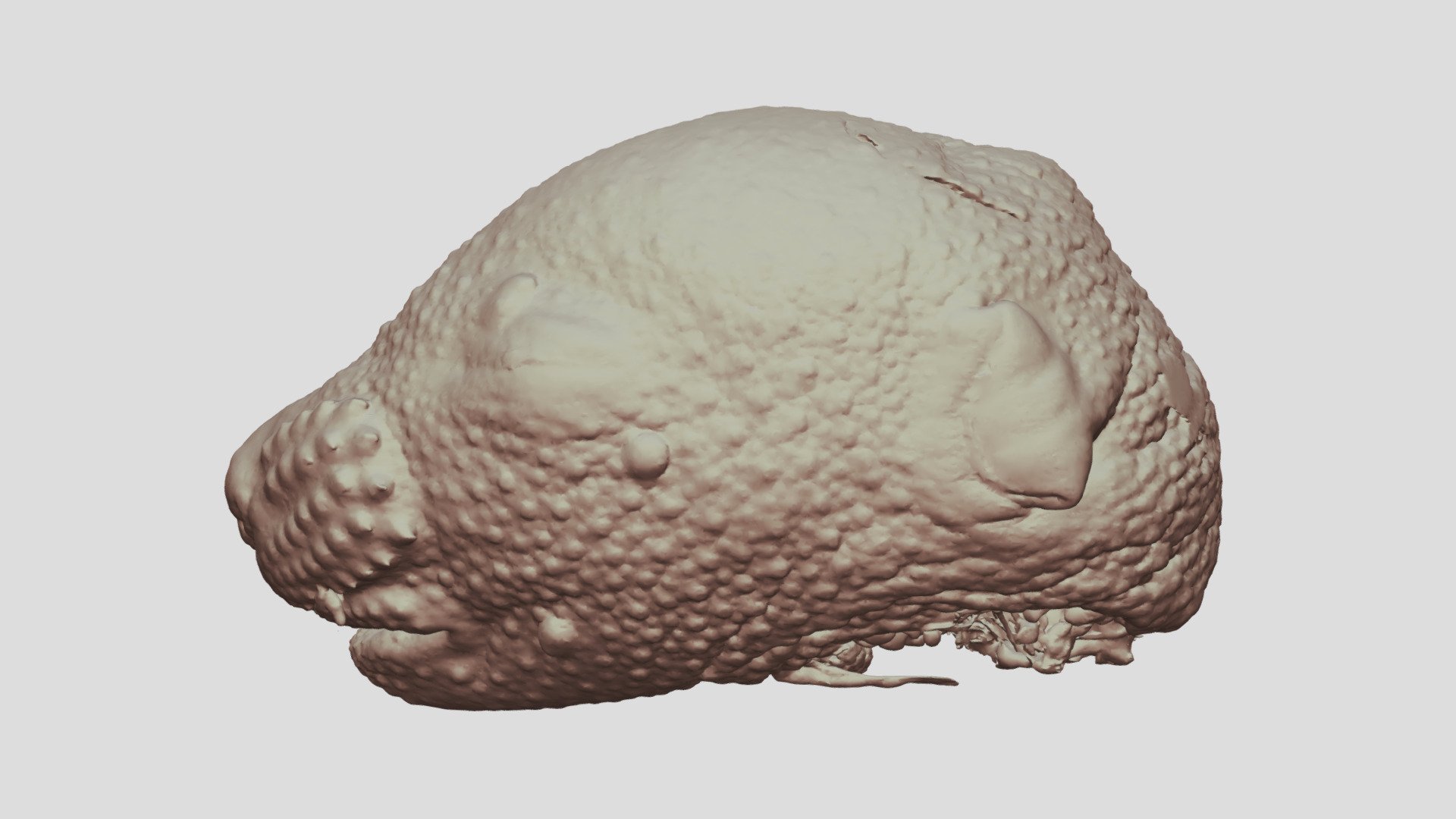 E16.5 Mouse Embryo Head