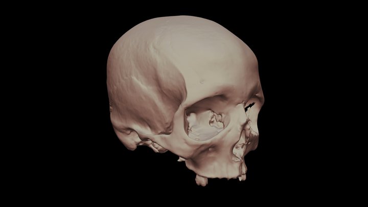 Human Skull (Homo sapiens) - Cráneo humano 3D Model