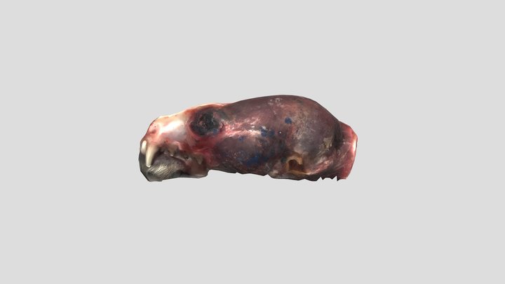 17 - Adult female (see description below) 3D Model