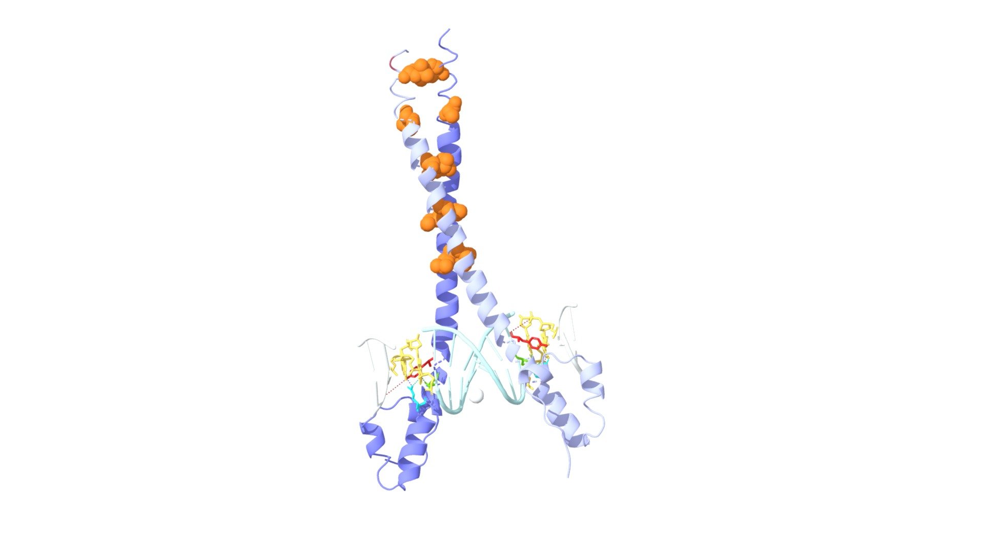 MafG: A Unique bZip Transcription Factor