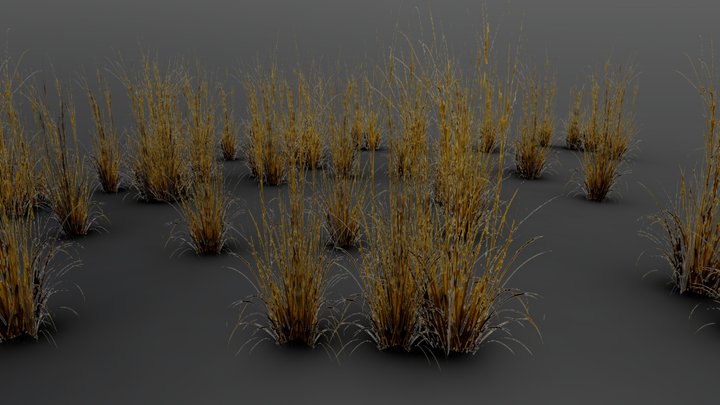 Chinese Fountain Grass 3D Model