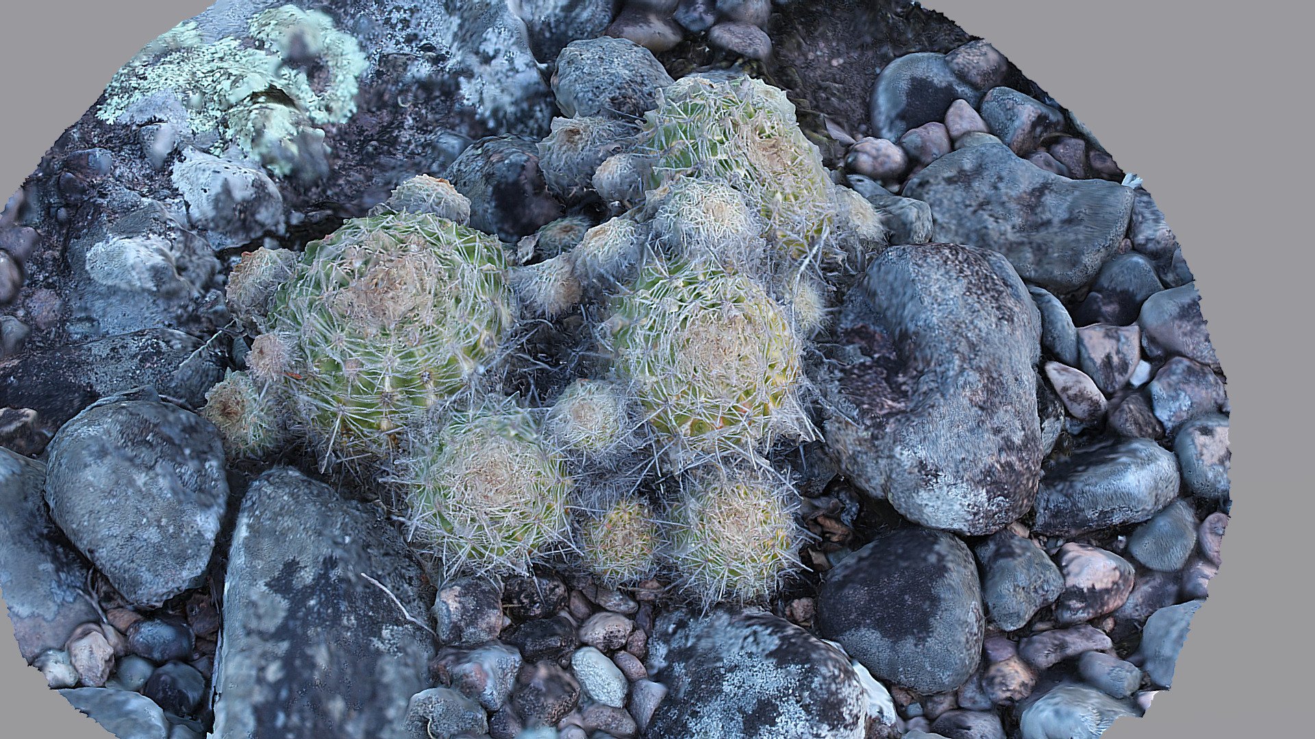 Parodia langsdorfii