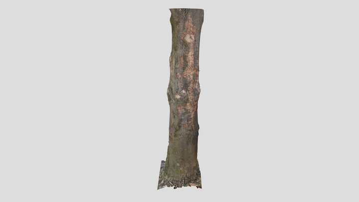 Magnolia 3D Model