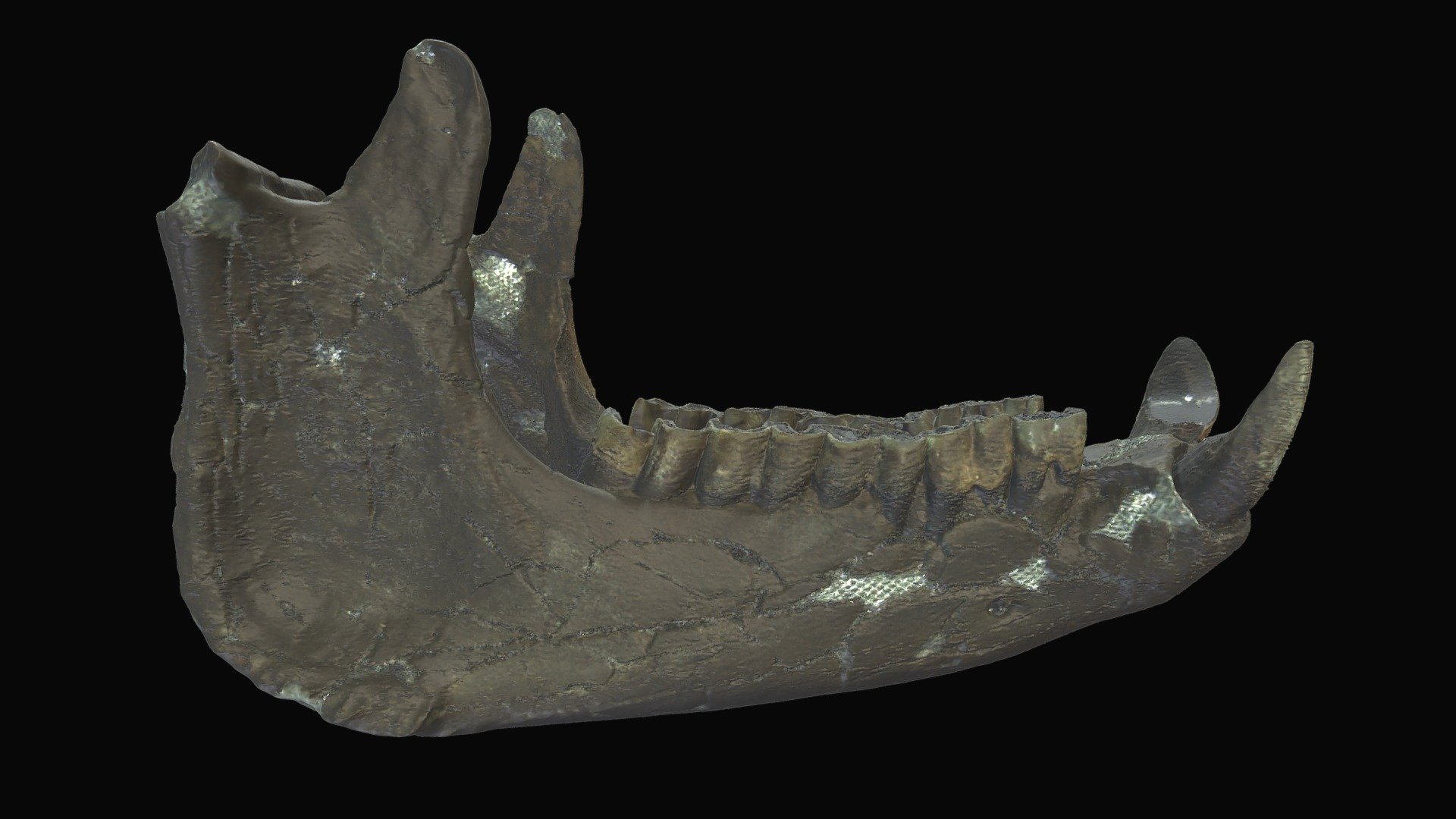 ETMNH 601 Rhino Jaw