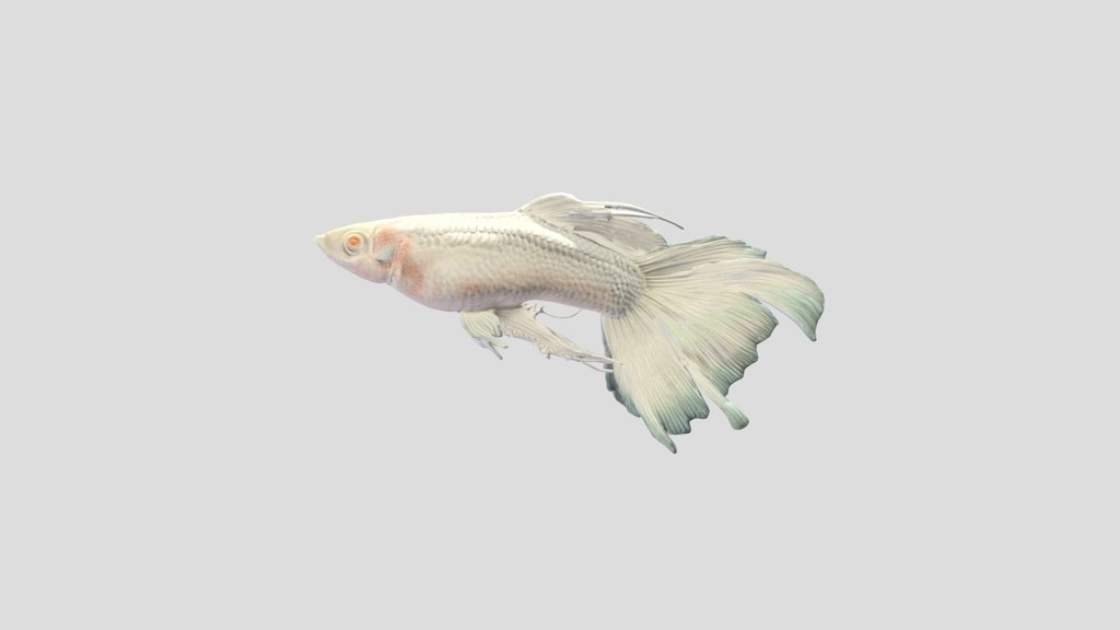 Albino Guppy Male