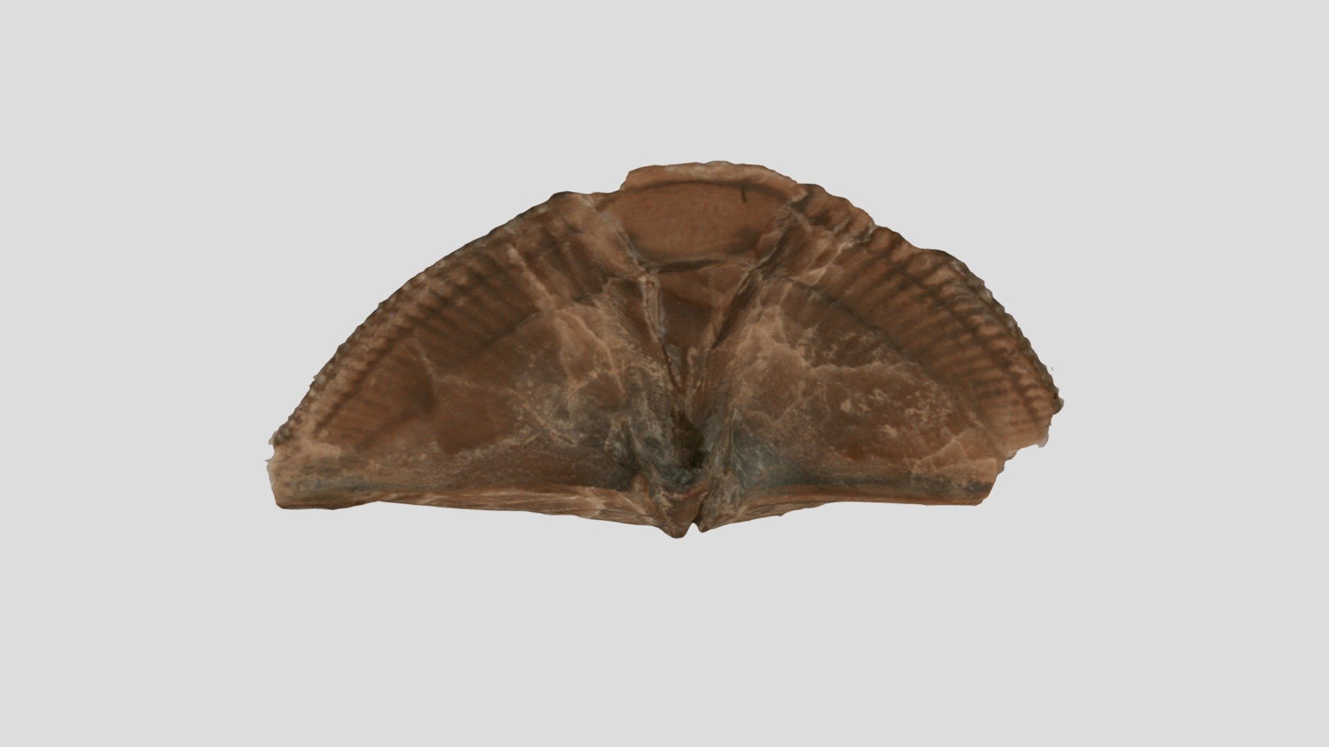 Mediospirifer audaculus