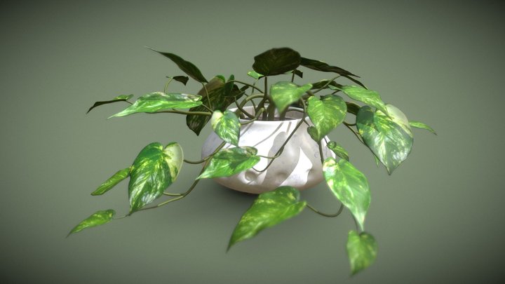 Golden Pothos Indoor Plant 3D Model