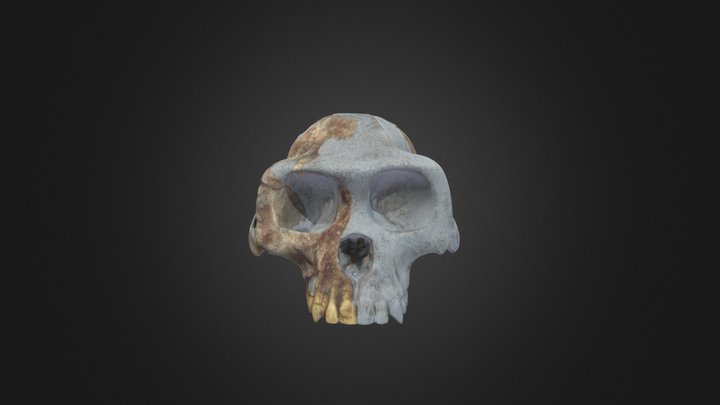 Ardipithecus ramidus cranium – Free 3D Model STL
