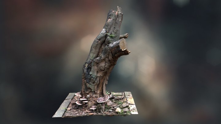 Mushrooms covered on a chopped tree 3D Model