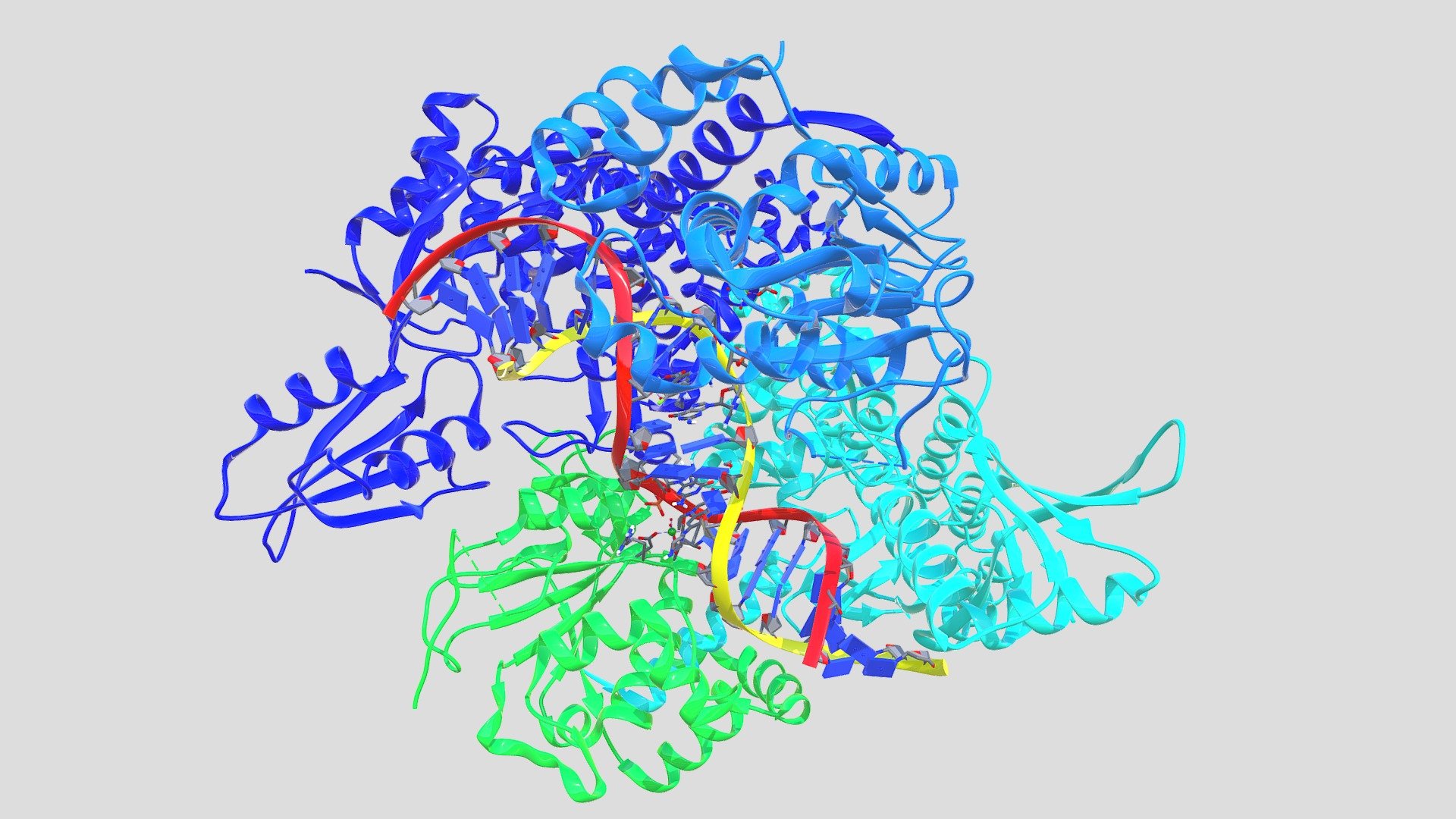 Topoisomerase II Complex