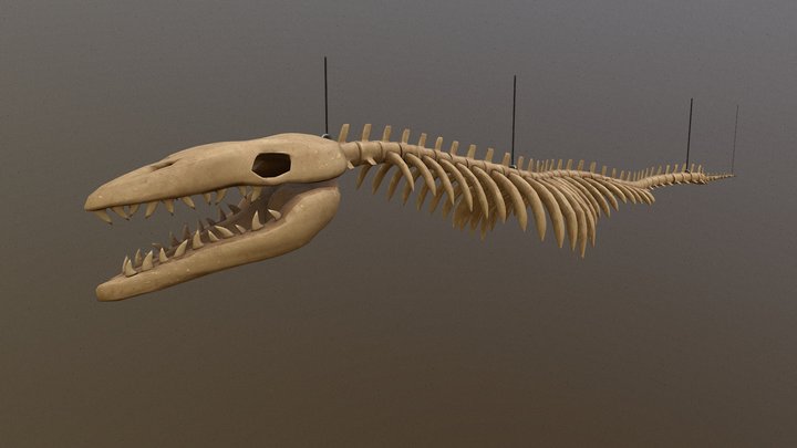 Mosasaur Skeleton Museum Display 3D Model