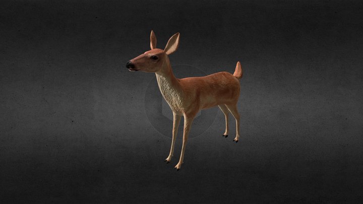 Doe Model 3D Model