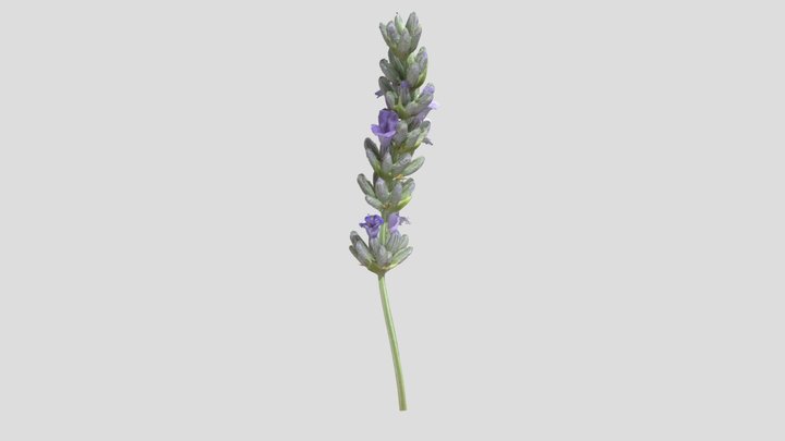 Lavender 3D Model
