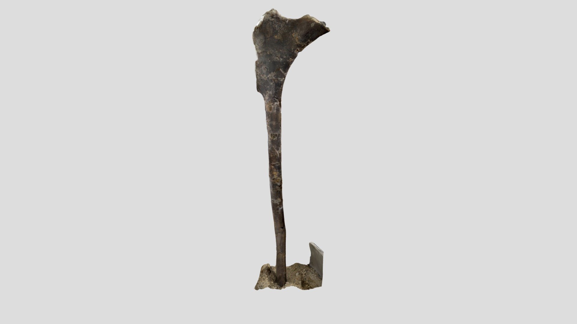 Juvenile Edmontosaurus ischium