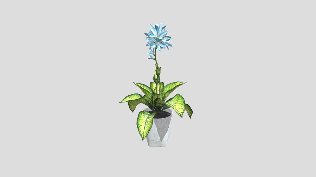Blue Lily Potted Plant