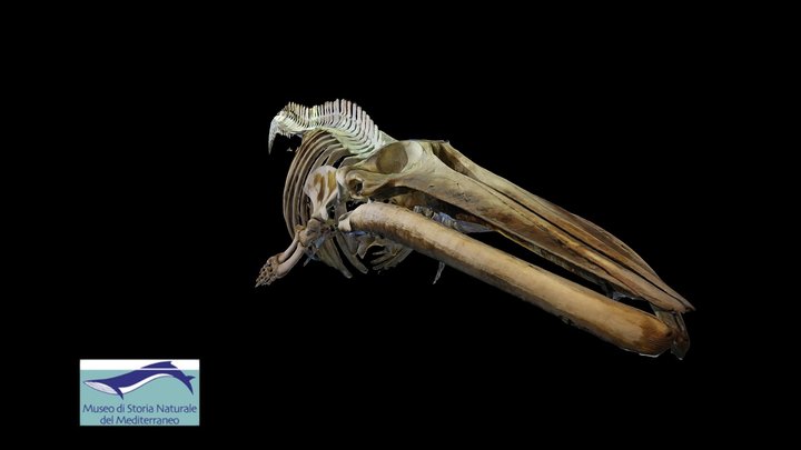 Annie. Balaenoptera physalus, MUSMED (Livorno) 3D Model
